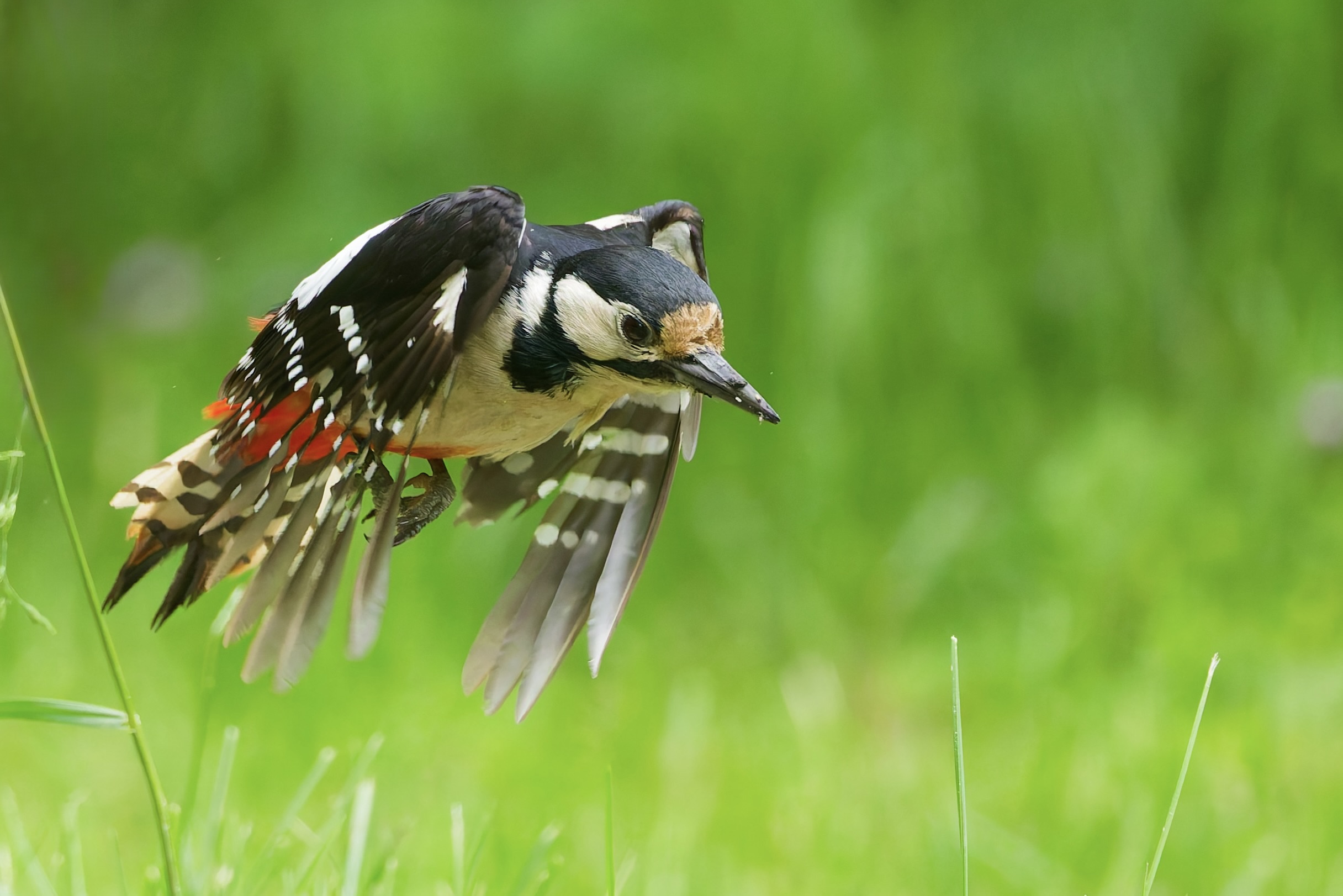 Invasion der Buntspechte