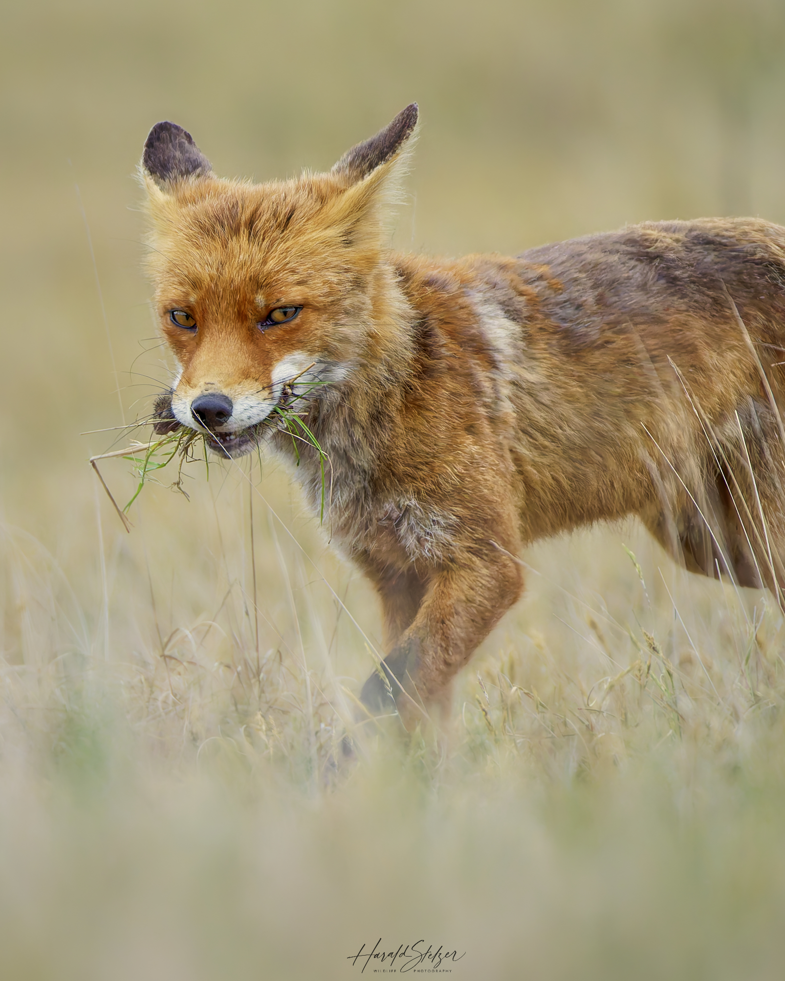 Fuchs, du hast ...