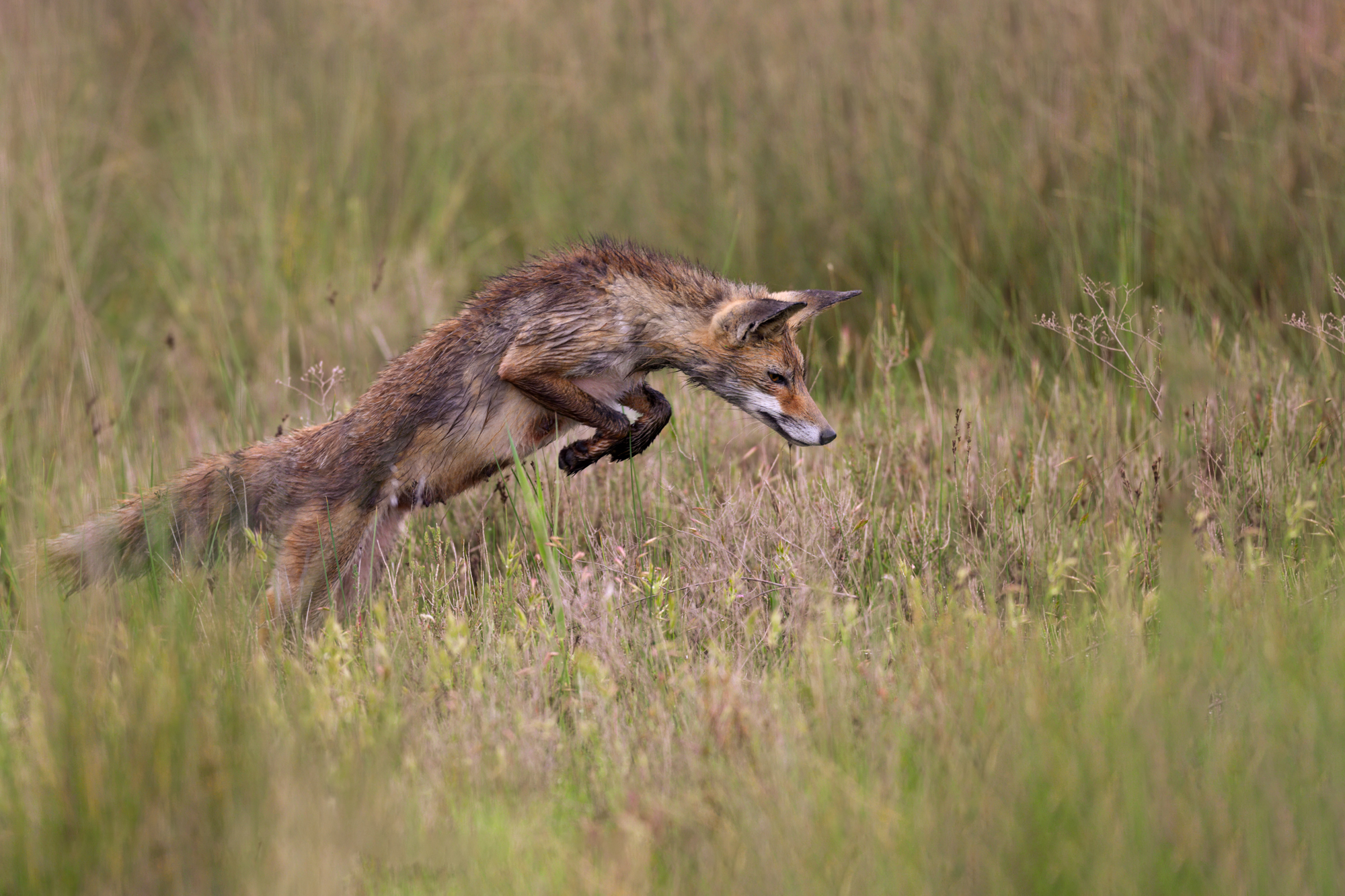 Spanischer Fuchs