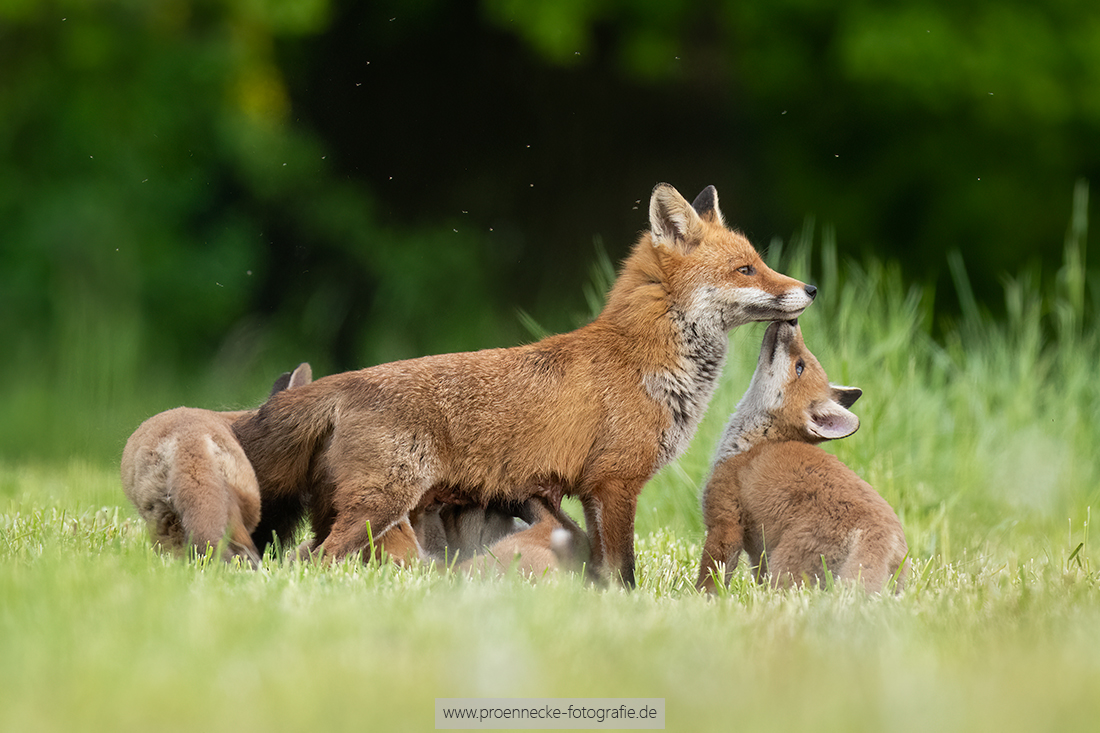 Familie Fuchs