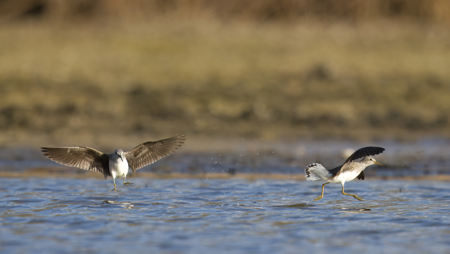 Waldwasserläufer