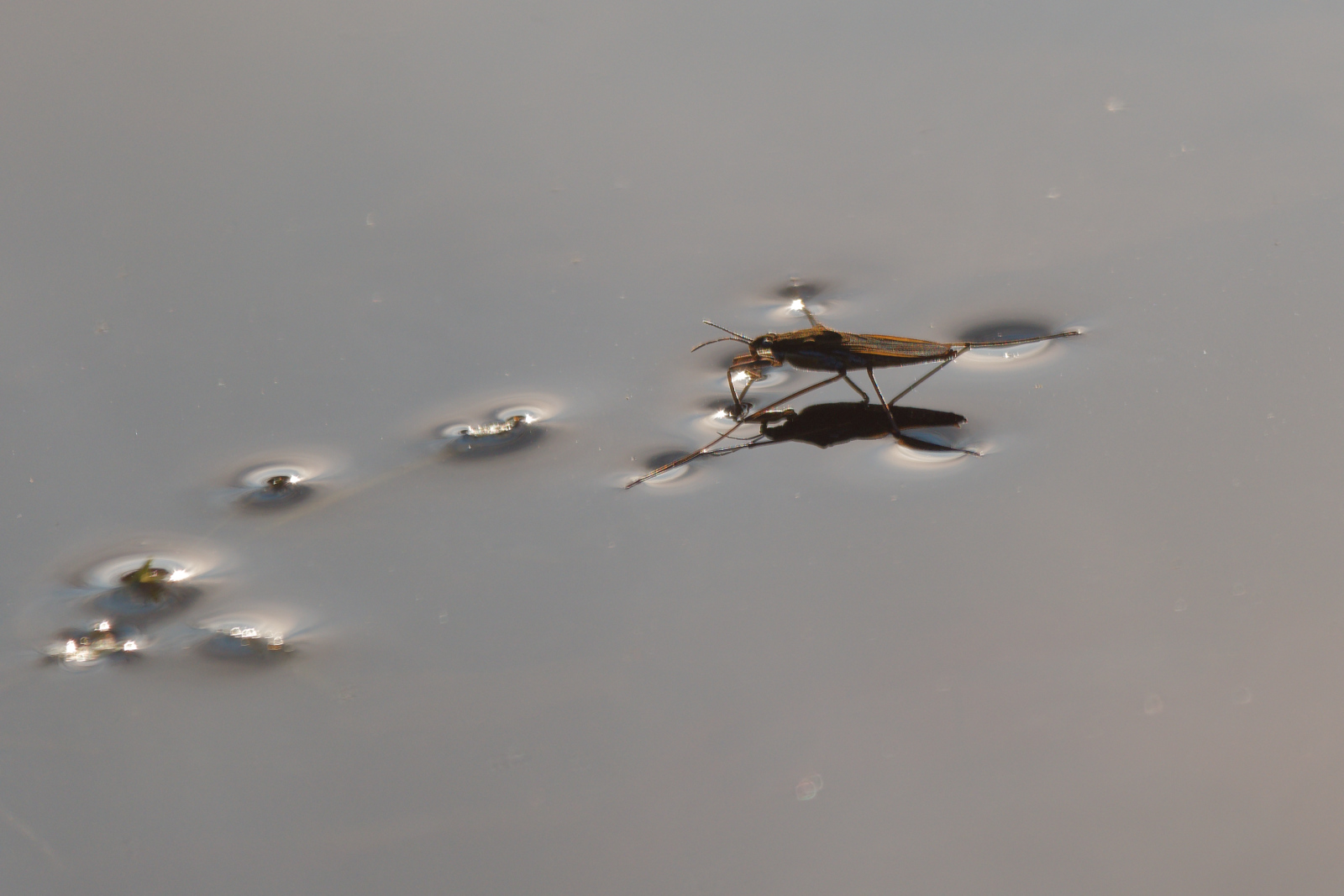 Wasserläufer