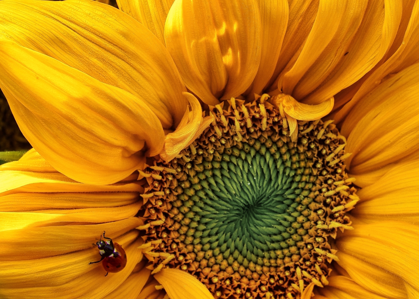 Sonnenblume