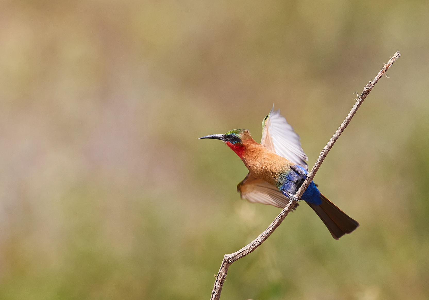 Southern Carmine Bee Eater  (Merops nubicoides)
