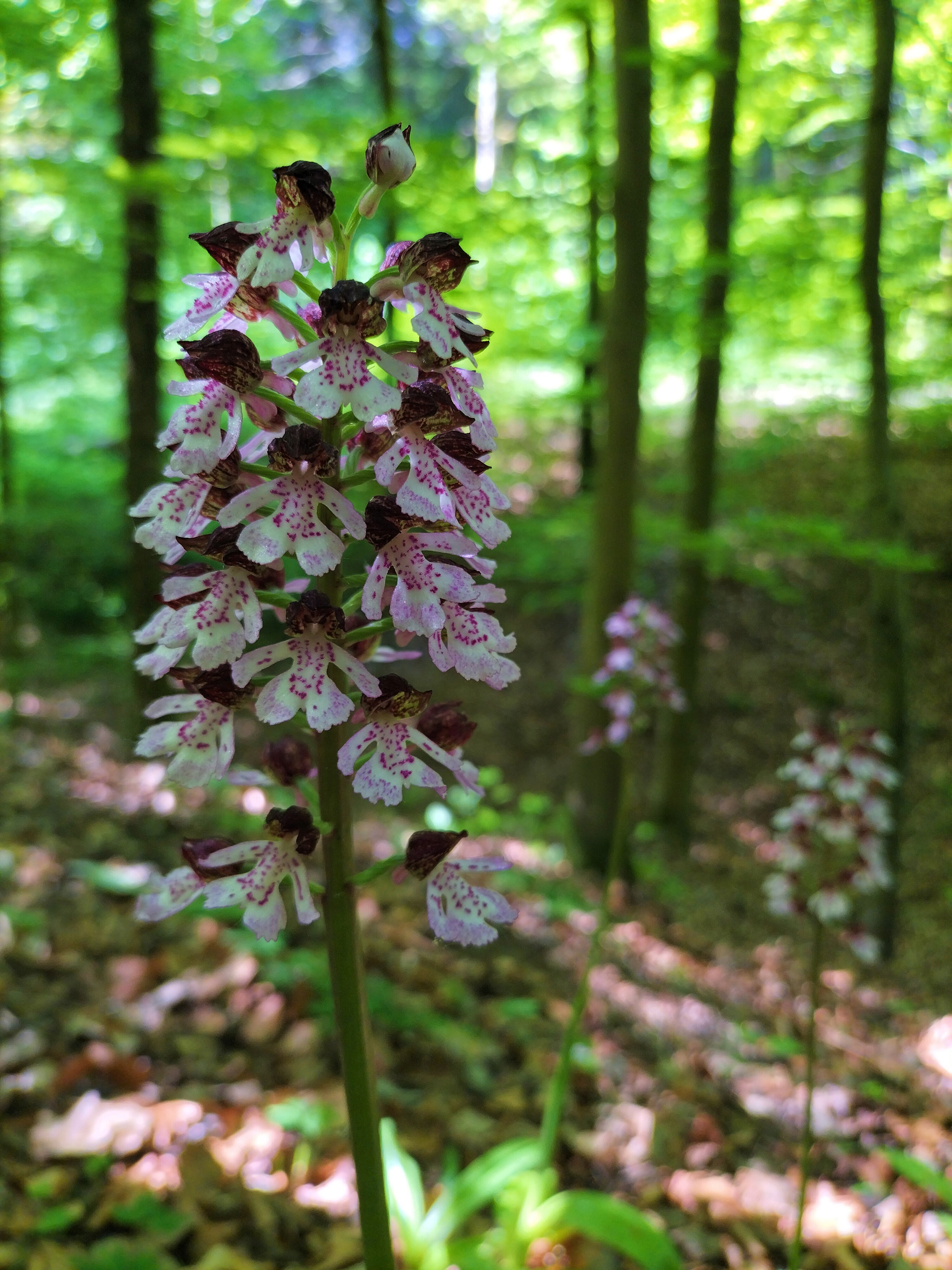 Purpurea-Wald 2025 (Tarn) #2