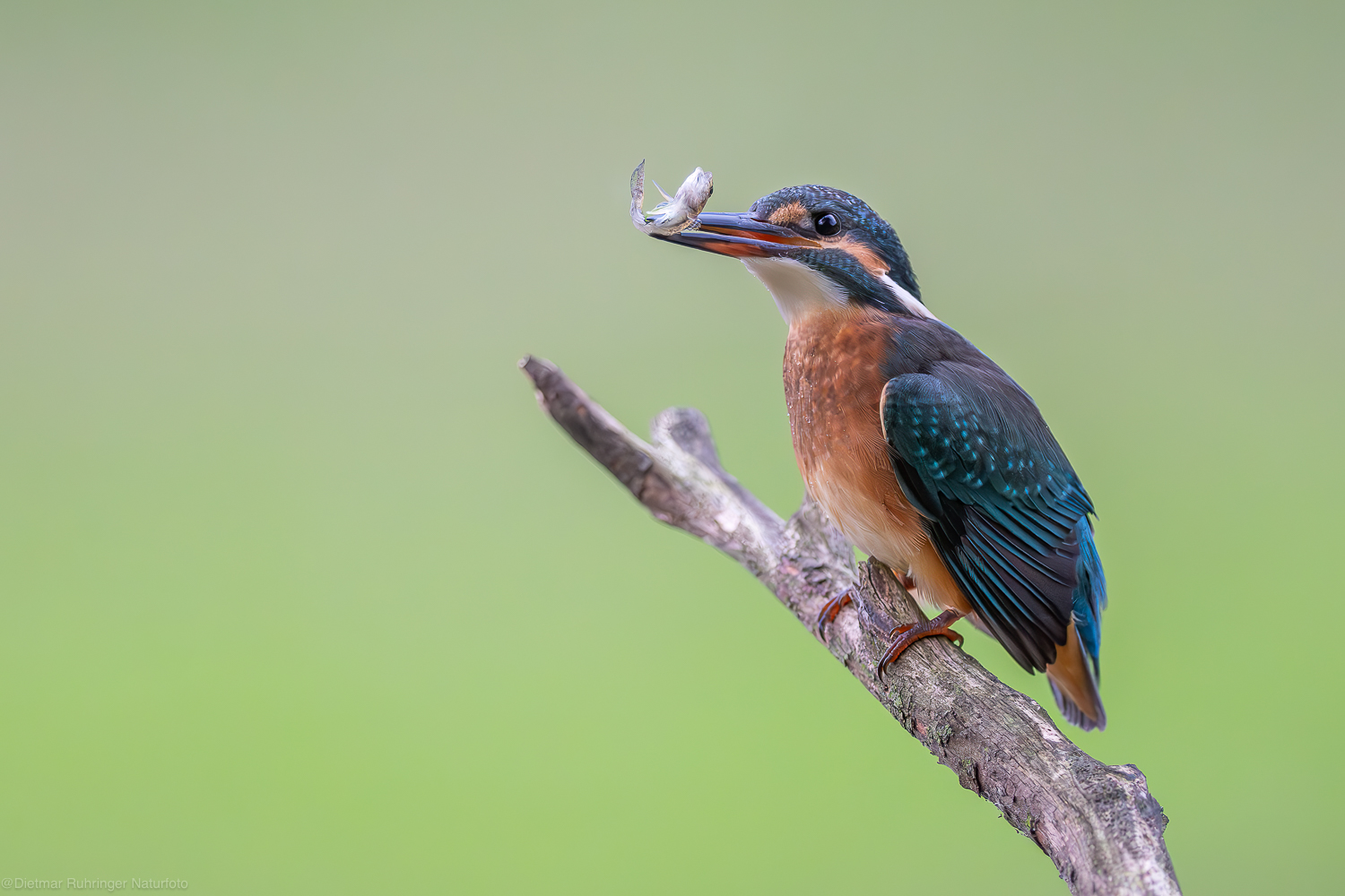 Jungeisvogel mit Grundel