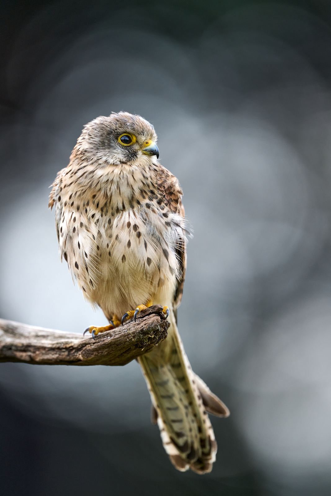 Juveniler Falke