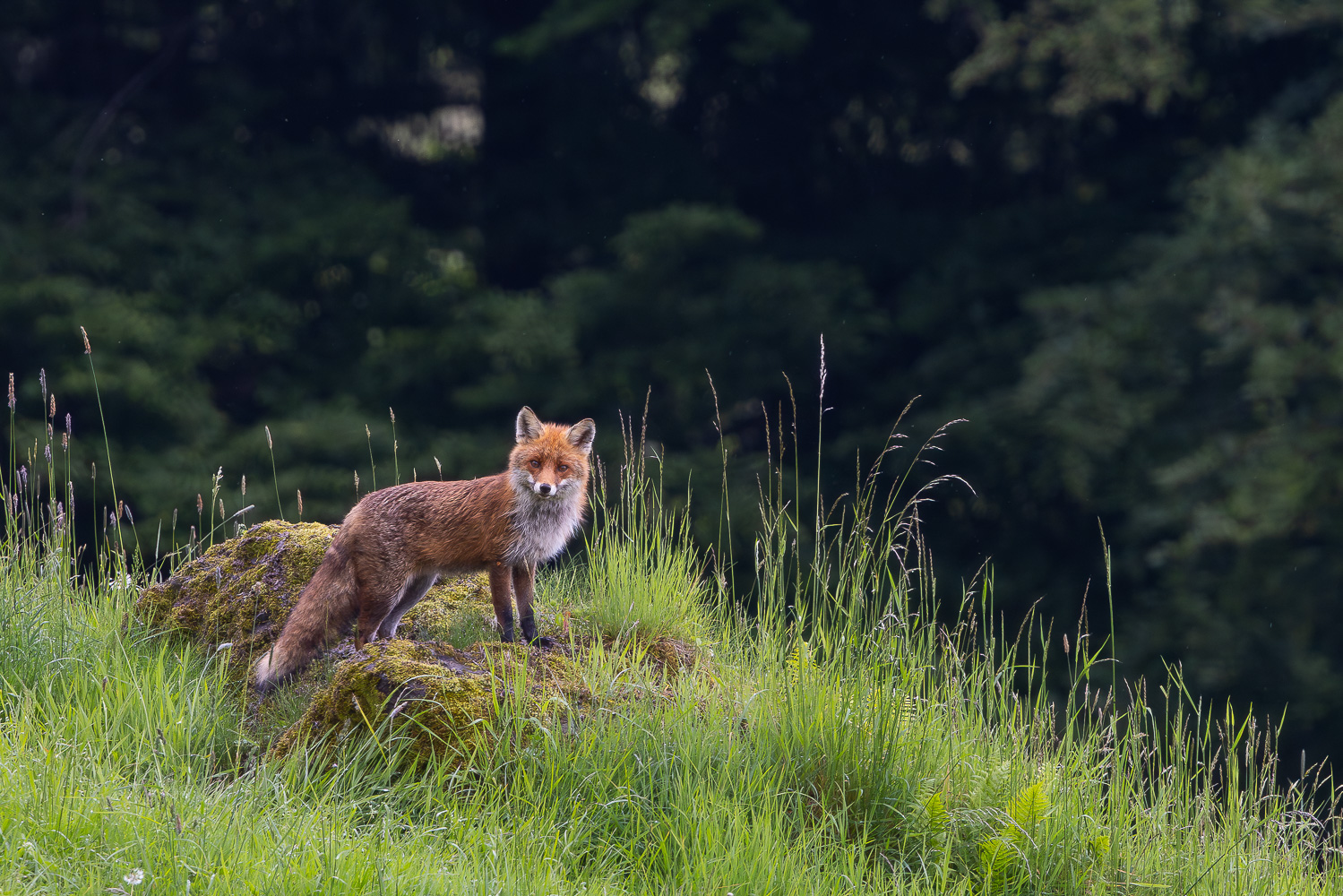 Bergfuchs