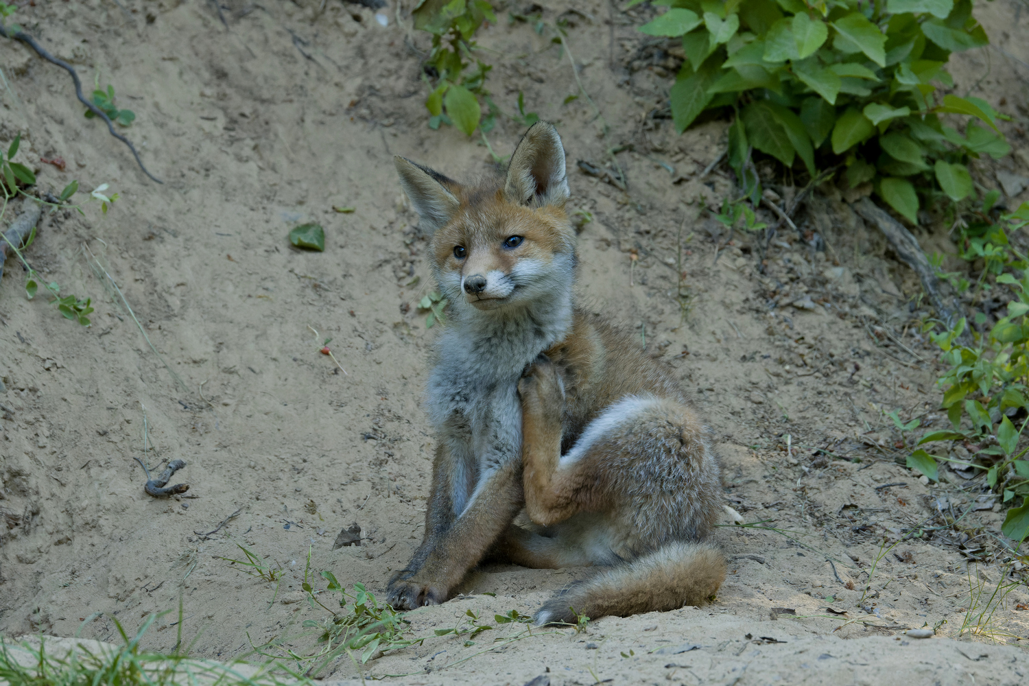 Fuchs