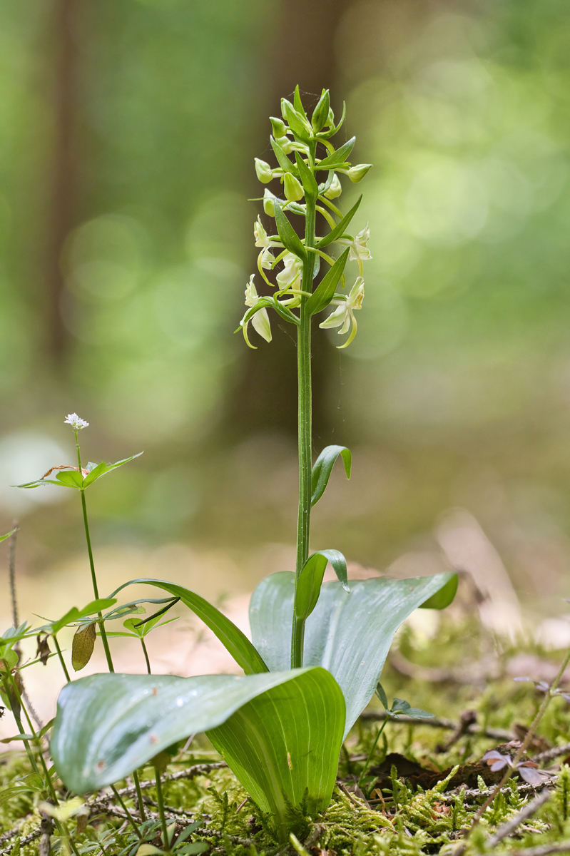 Grünliche Waldhyazinthe