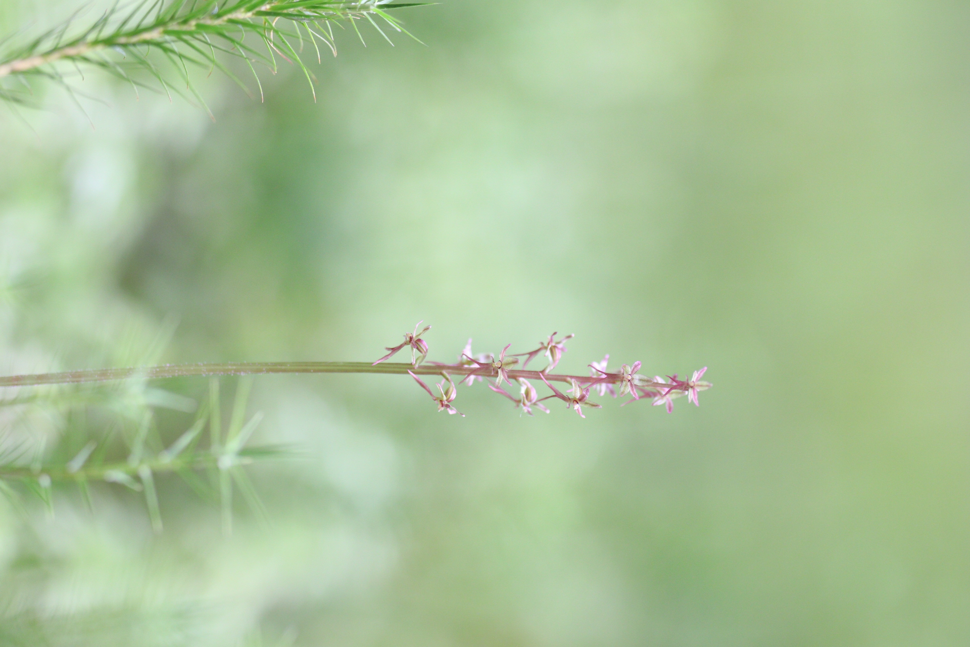 Kleines Zweiblatt (Neottia cordata)
