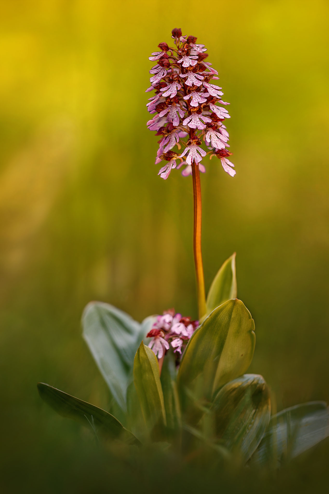 Orchidee Knaben(kraut)