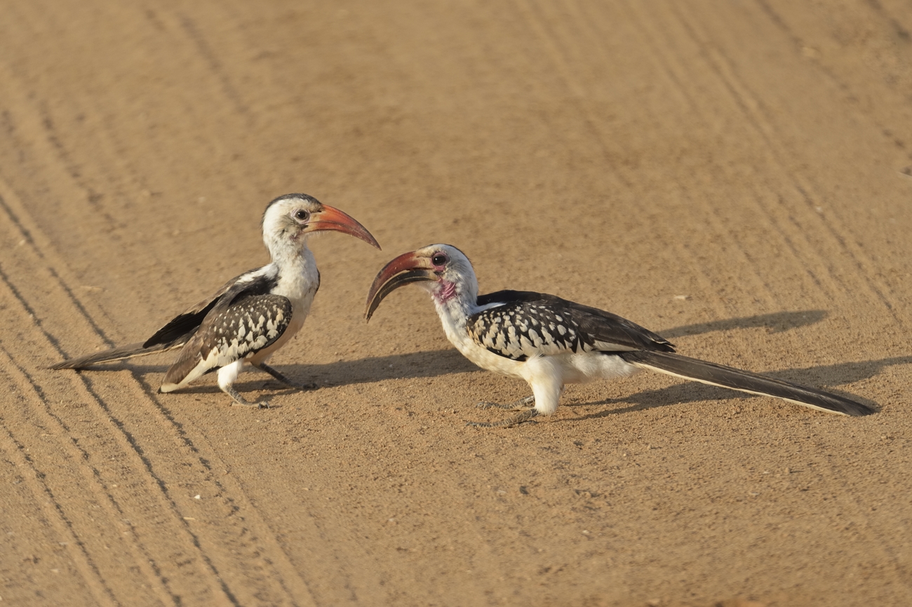 Nördliche Rotschnabeltokos  (Savannentokos)