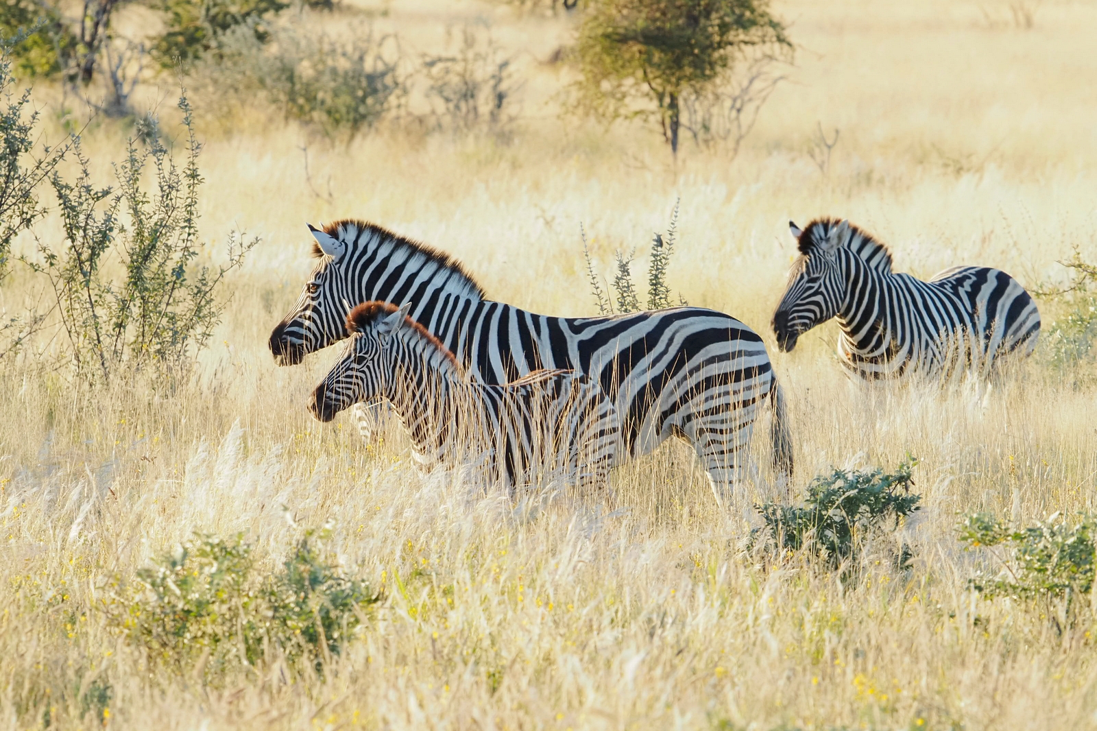 Steppenzebra-Familie
