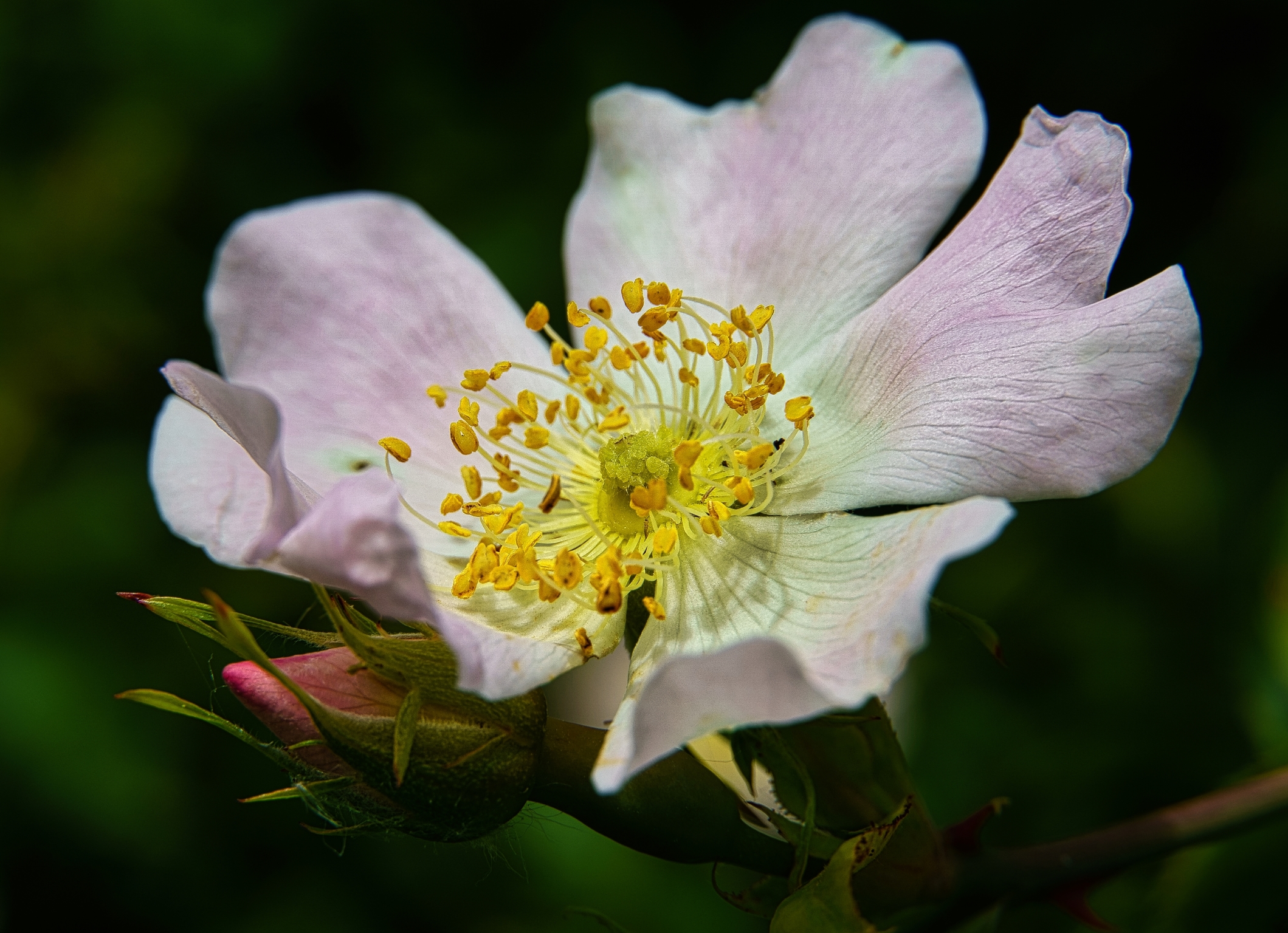 hagebutte blüte