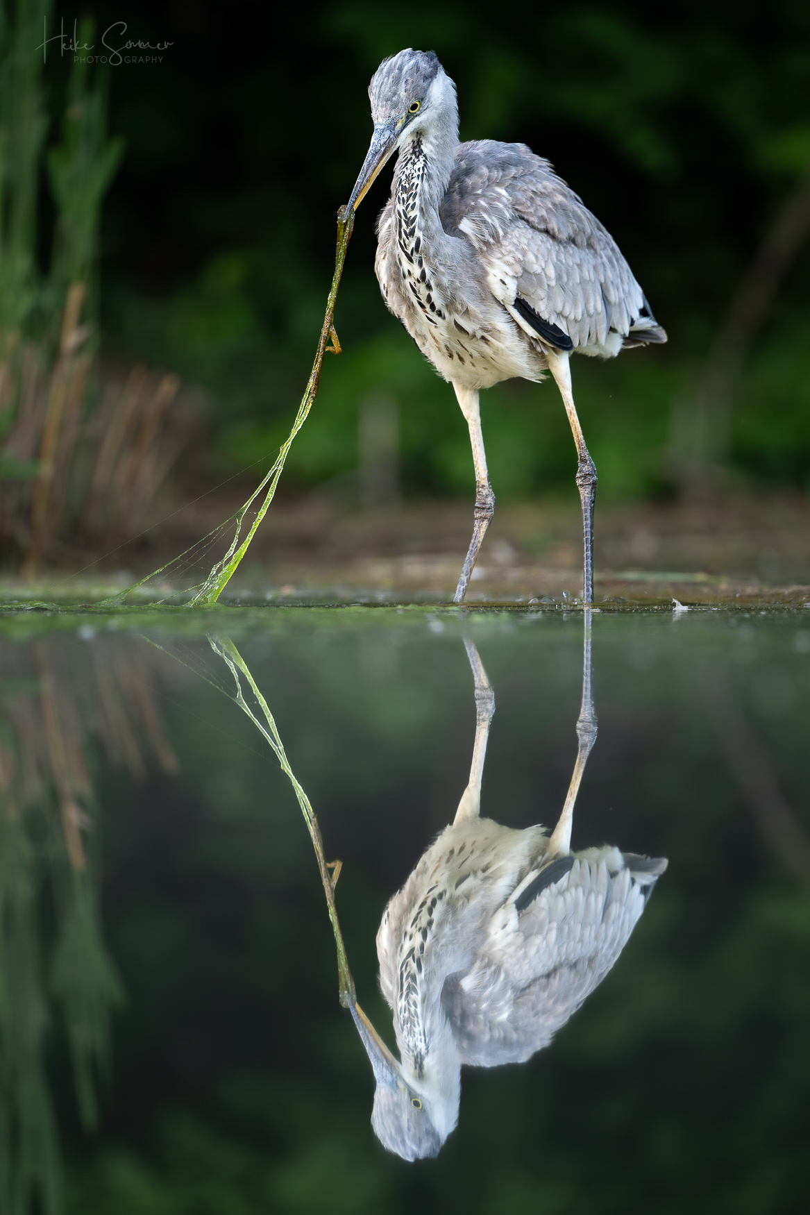 Storch im Salat