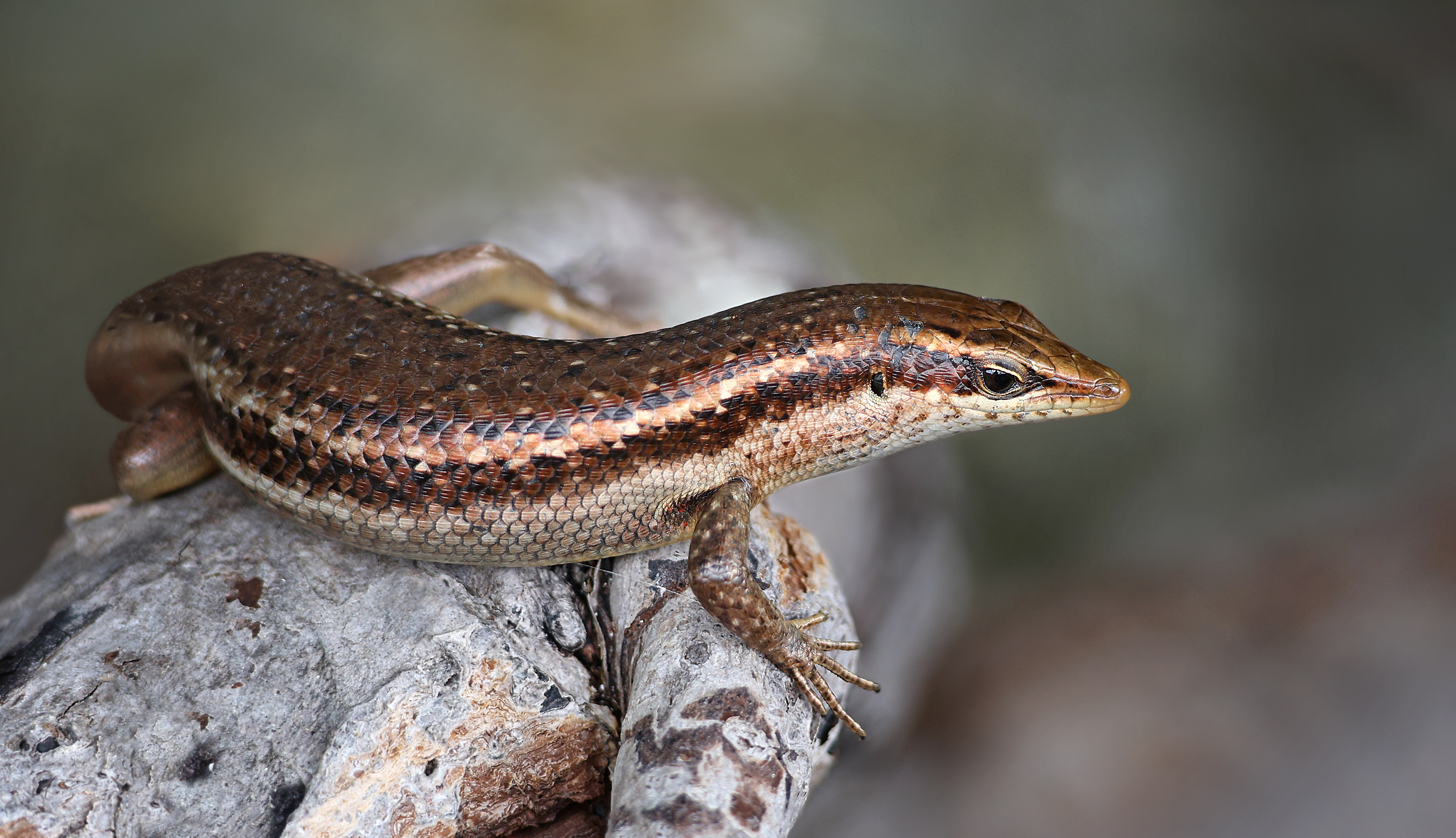 Der Seychellen-Skink