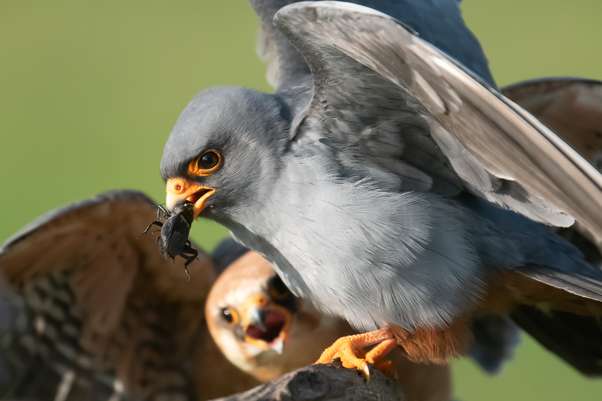 Rotfußfalken-Fütterung