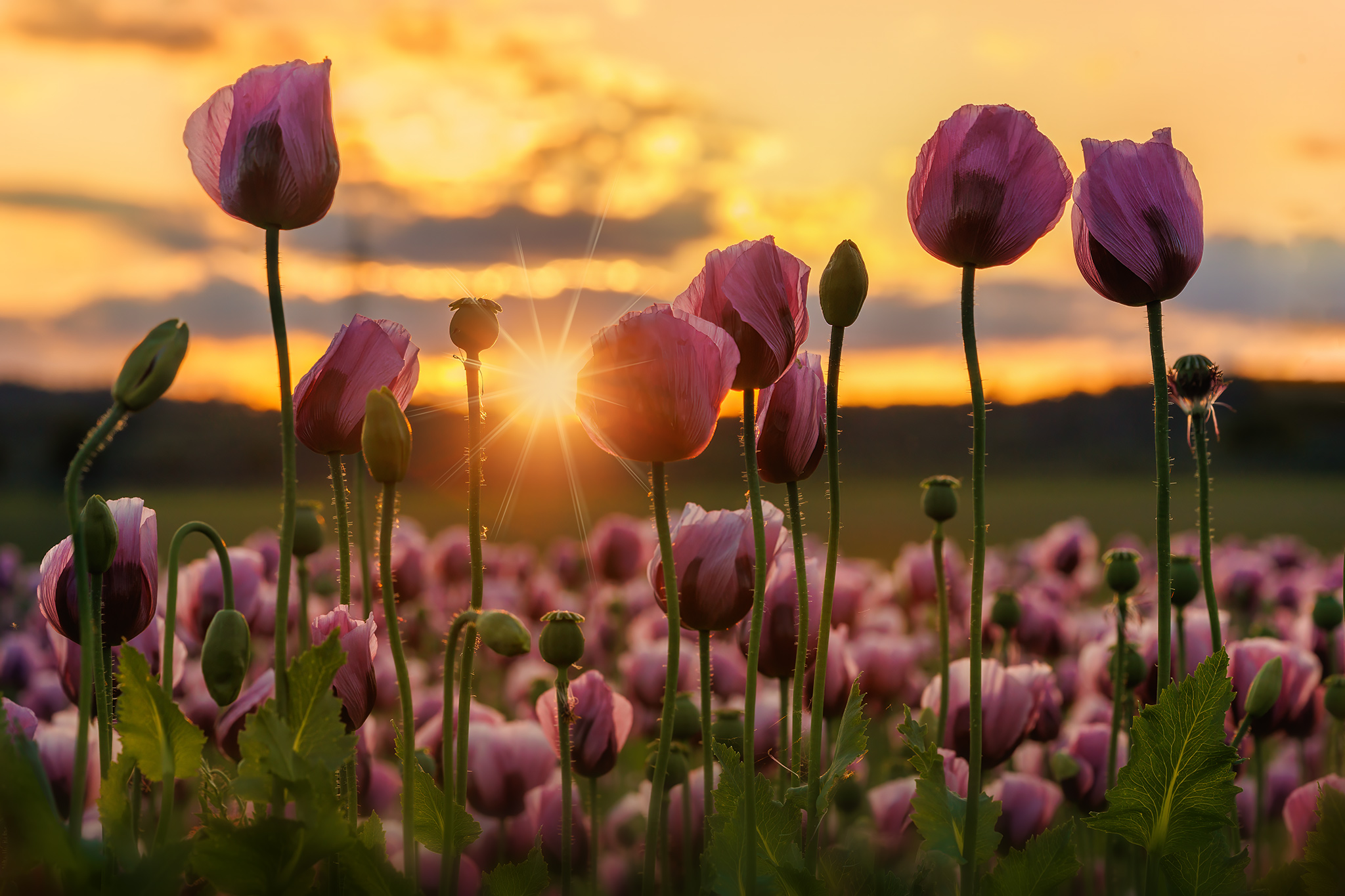 Tanz im Abendlicht