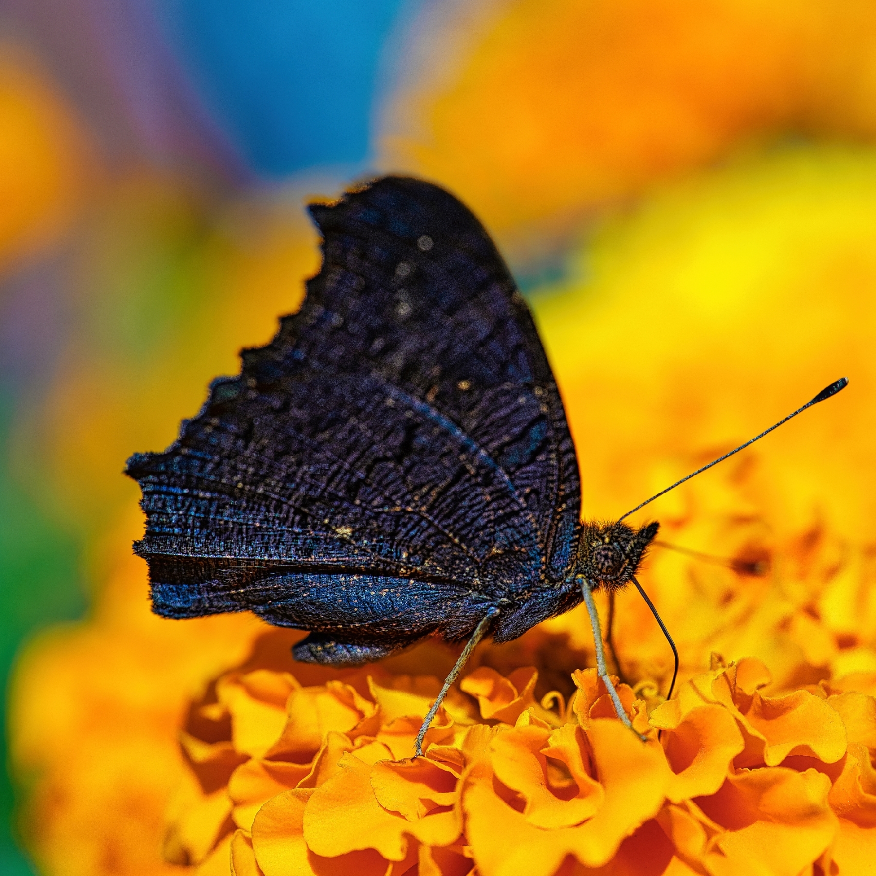 schmetterling