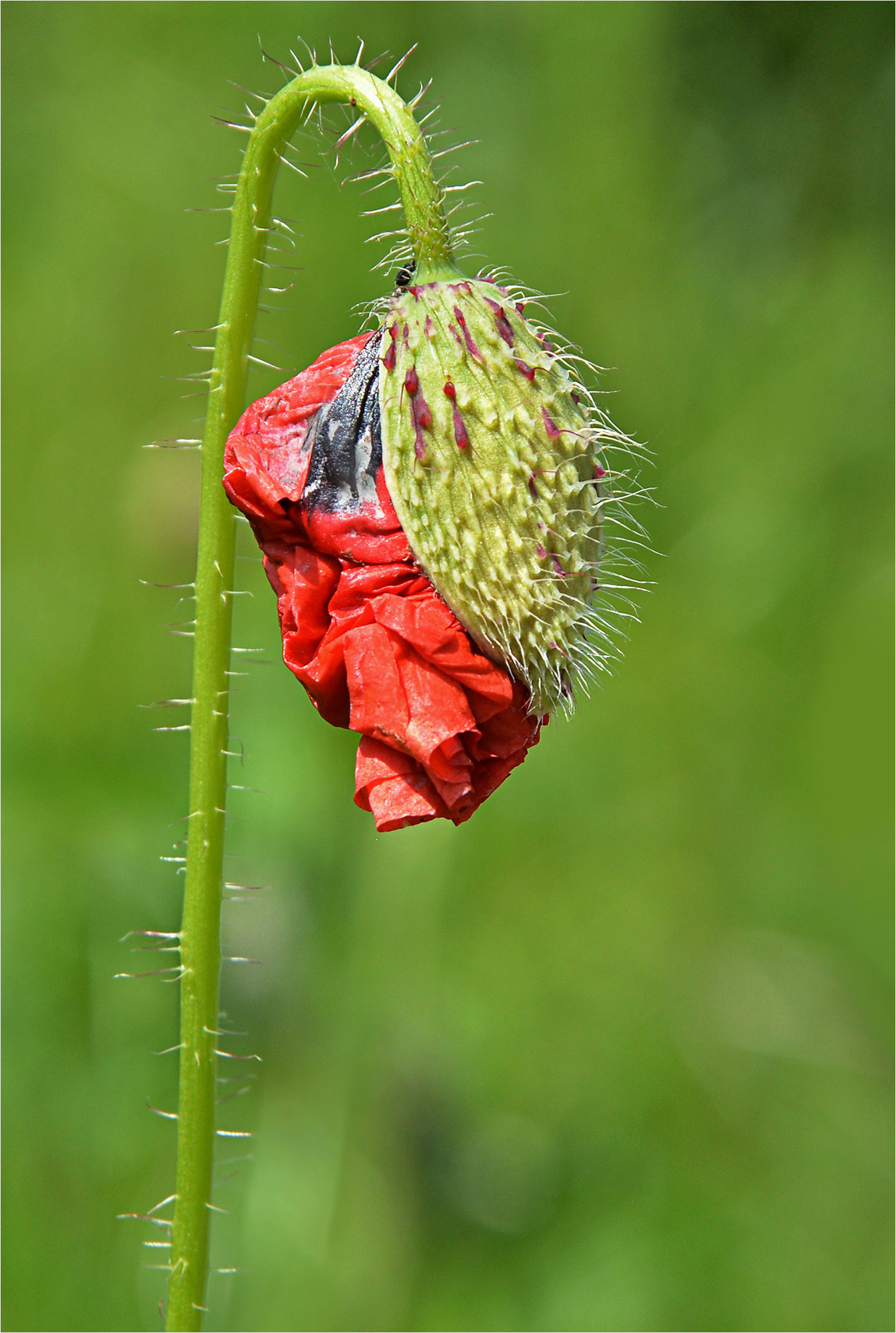Entfaltung