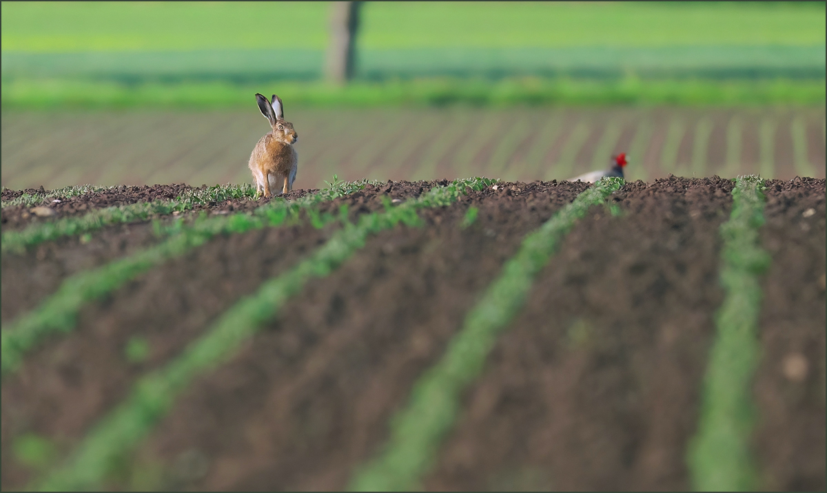 *Feld_Hase*
