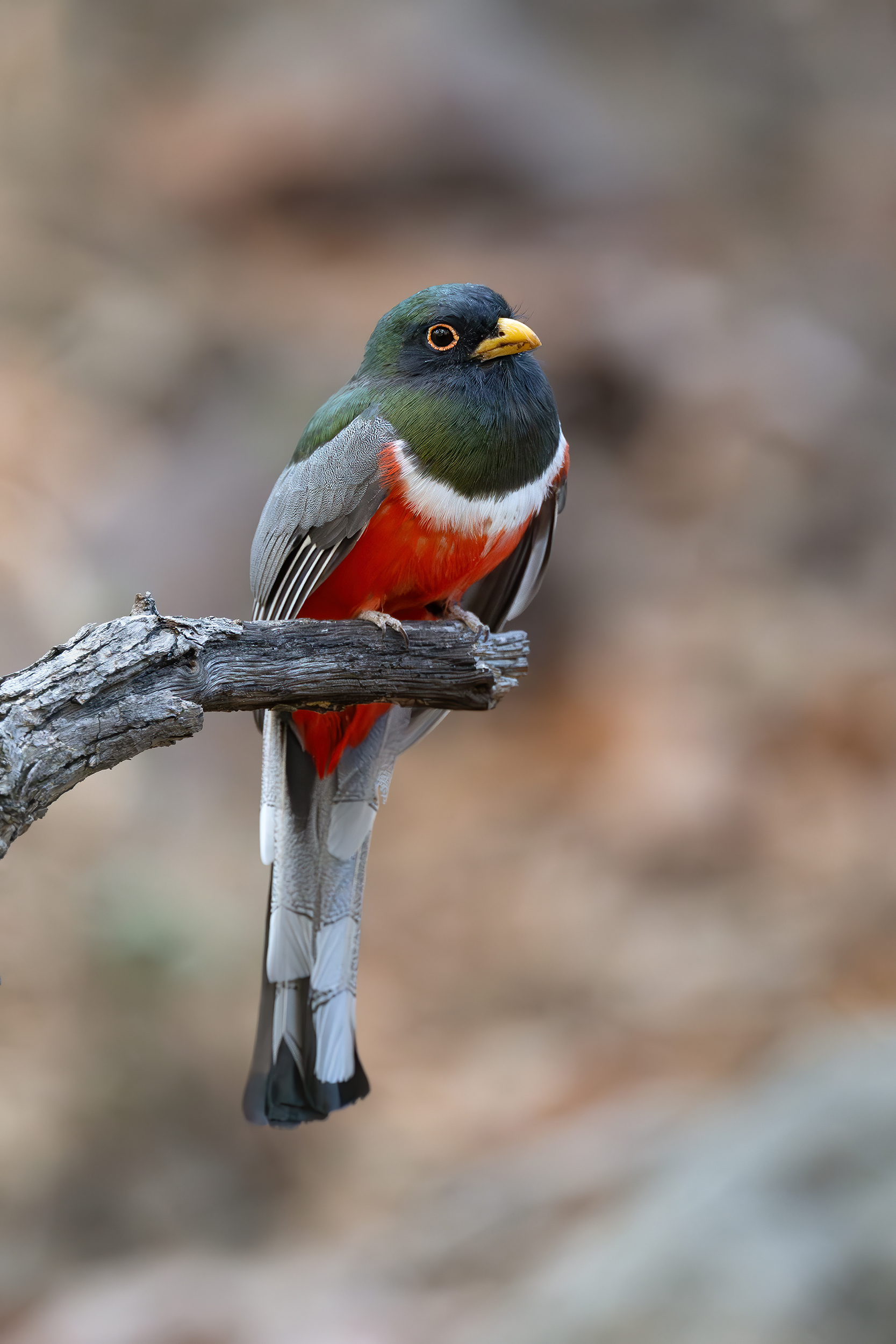Heimlich, magisch, farbenfroh: Der Kupfertrogon