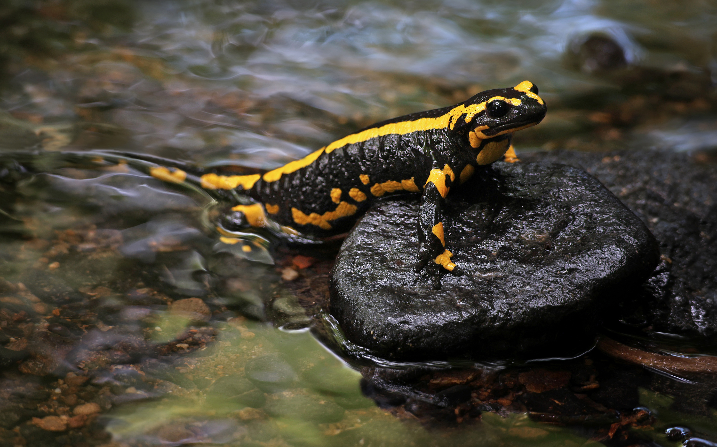 Mama Salamander....