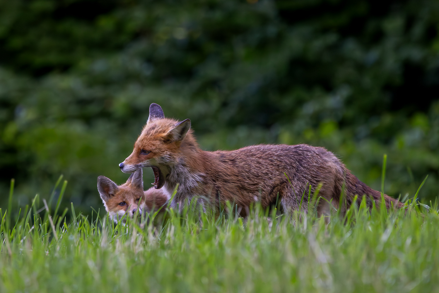 Alltag am Fuchsbau