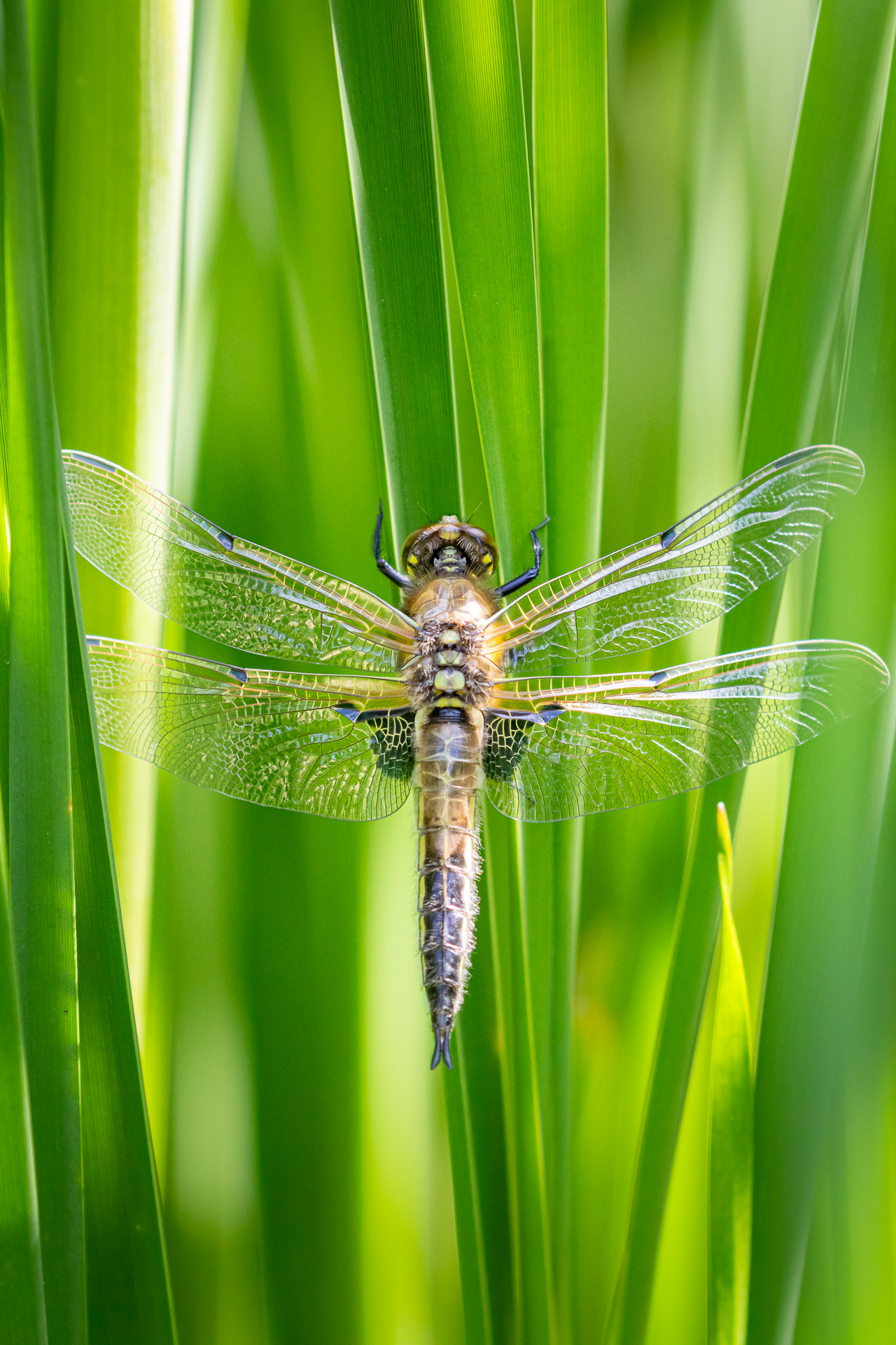 Junge Libelle im Schilf