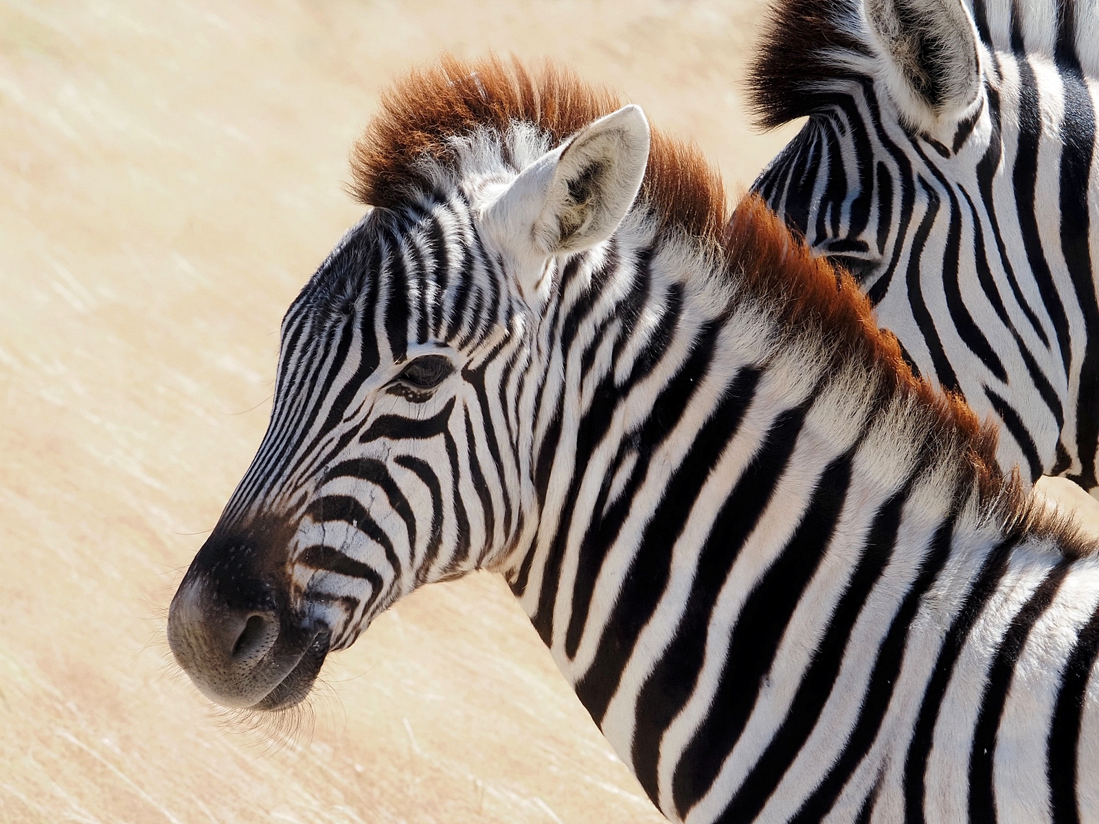 Junges Steppenzebra