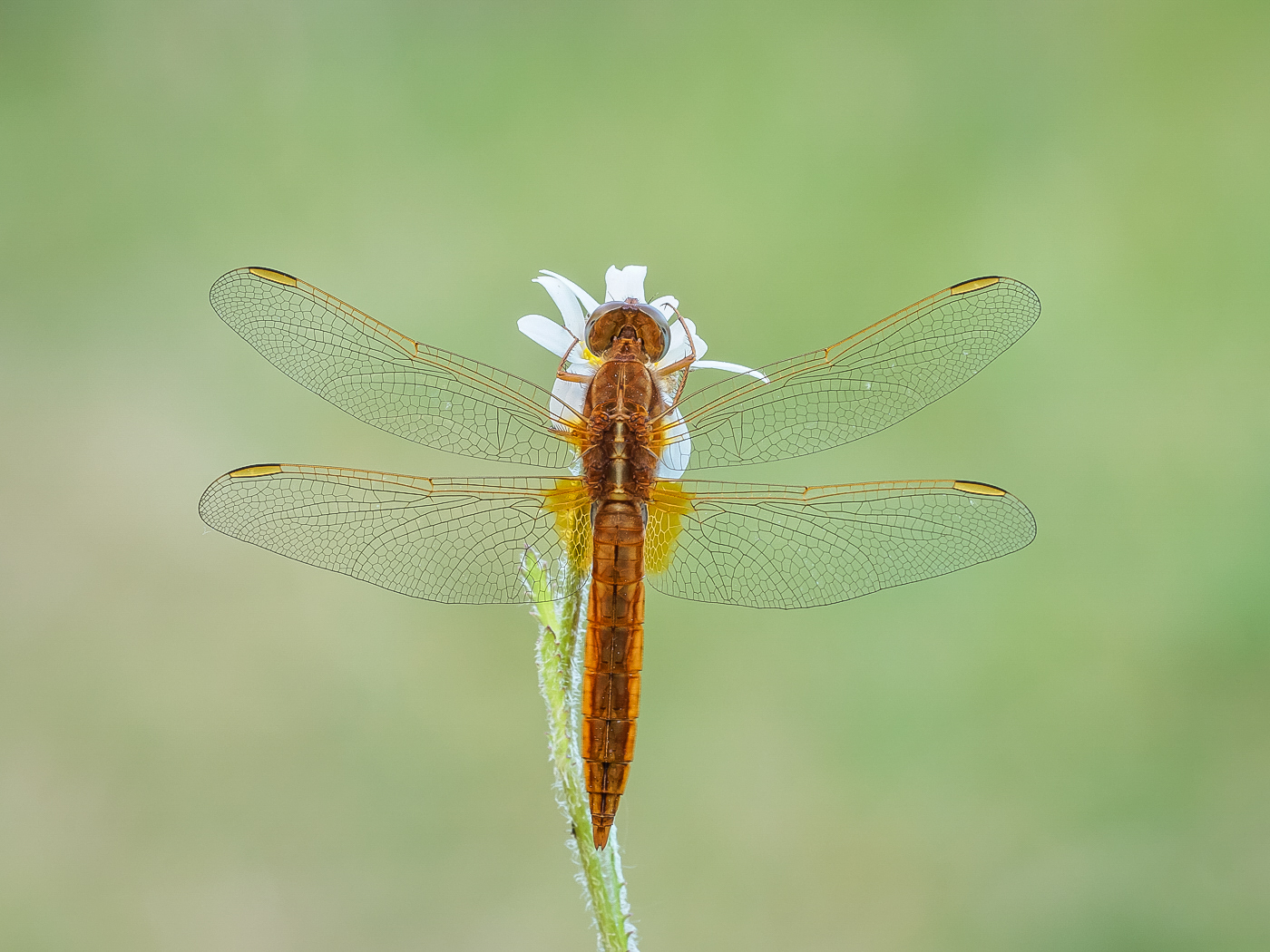 Feuerlibelle