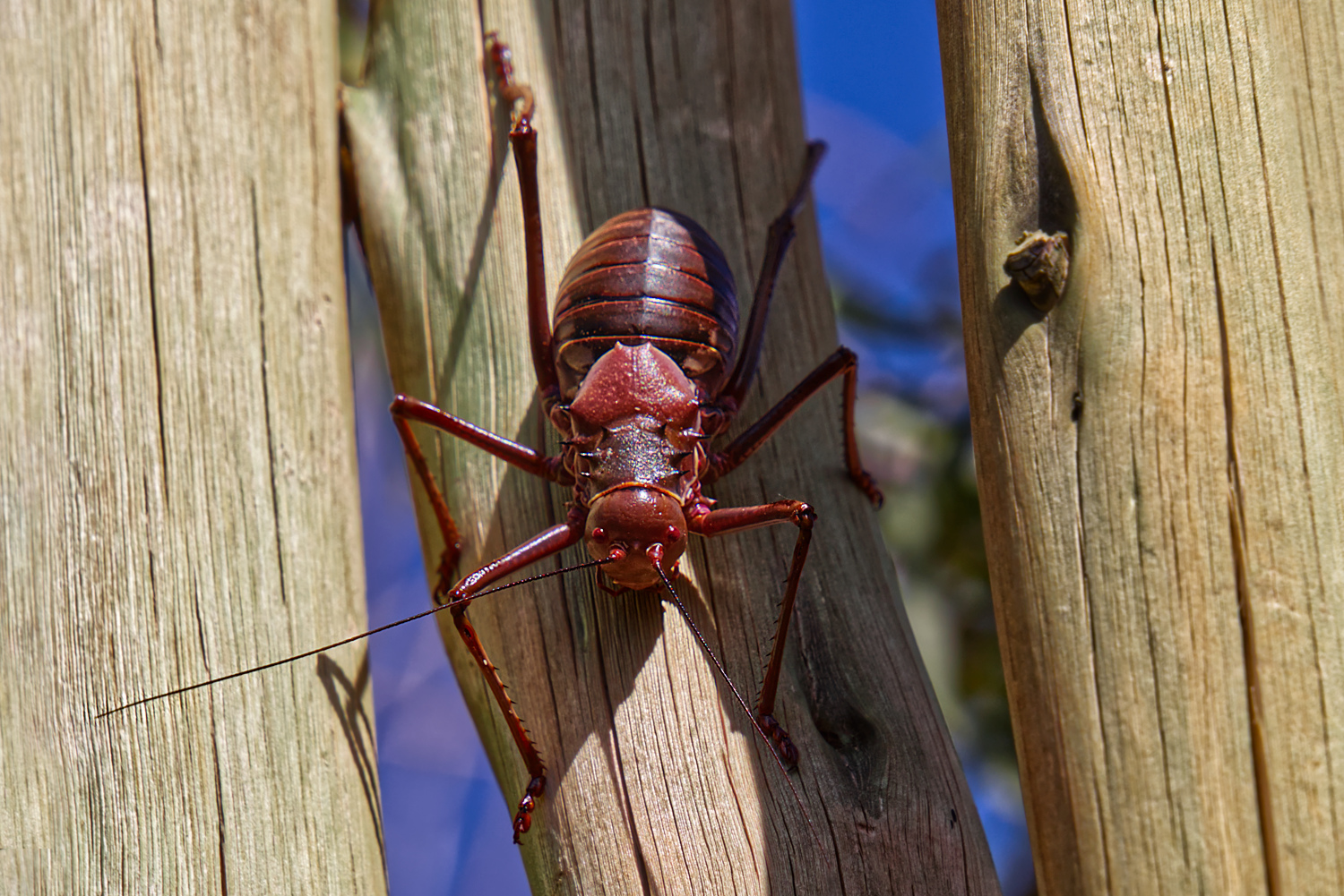 Corncricket