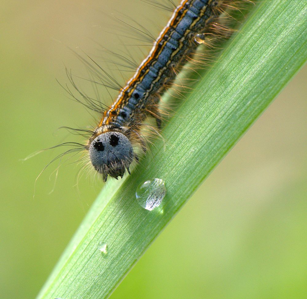 Ringelspinnerraupe