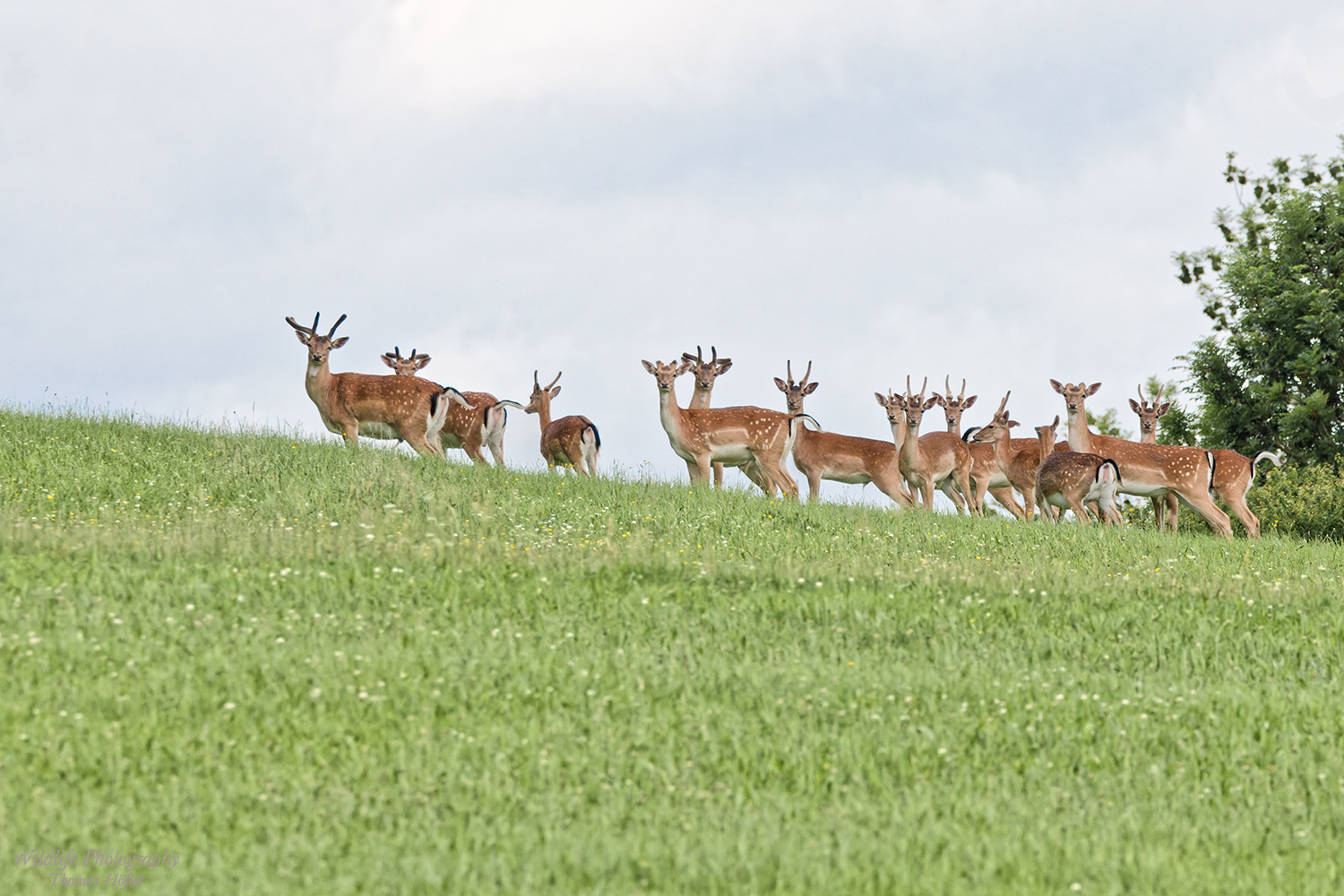 Spießertruppe