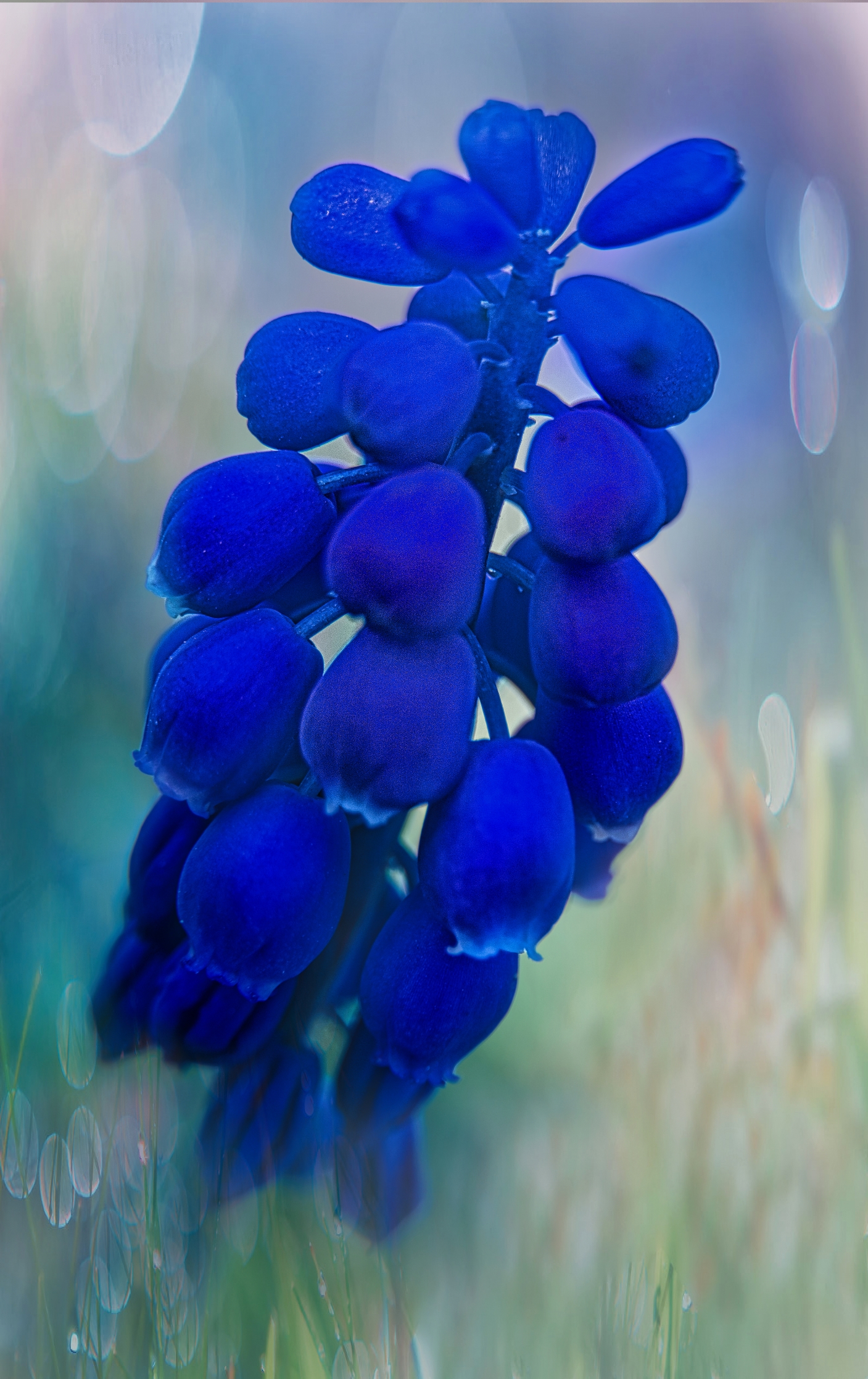 Traubenhyazinthe (Muscari azureum)
