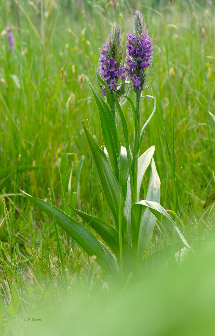Dactylorhiza ruthei