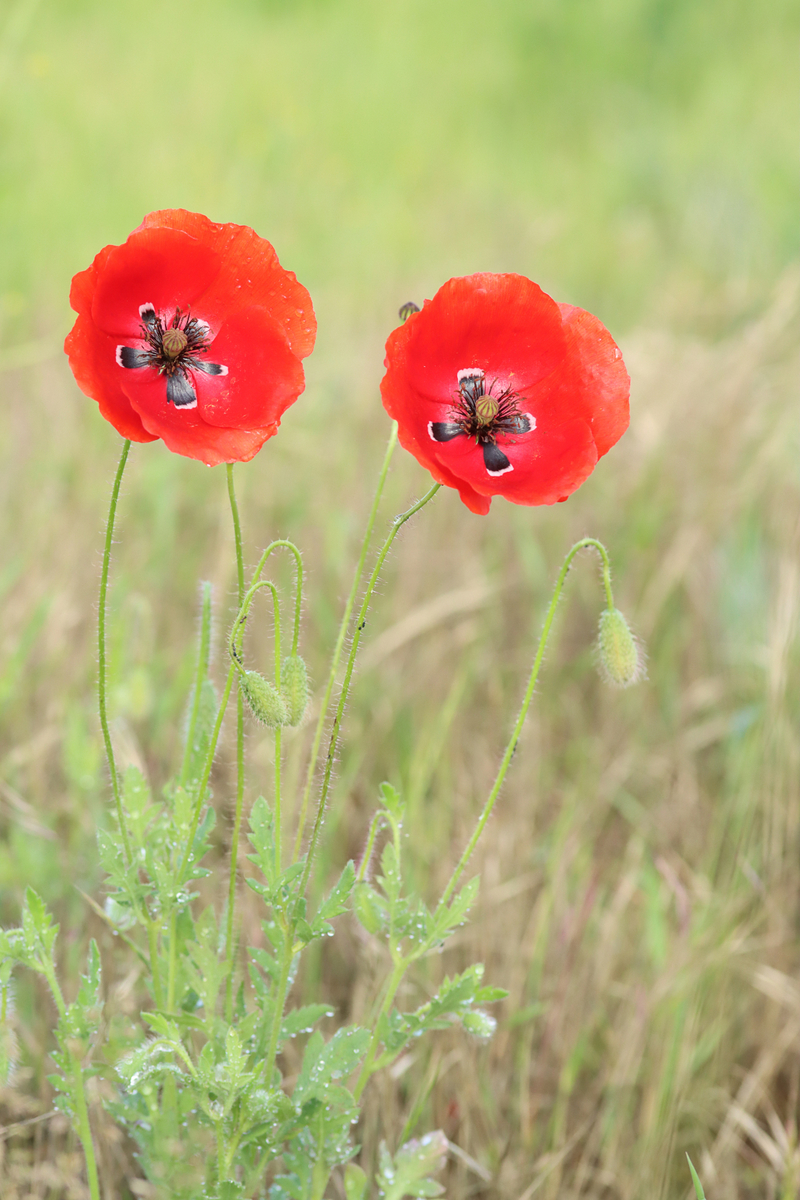 Die rote Farbe des Sommers