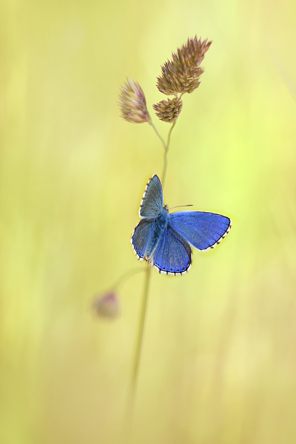 Himmelblau