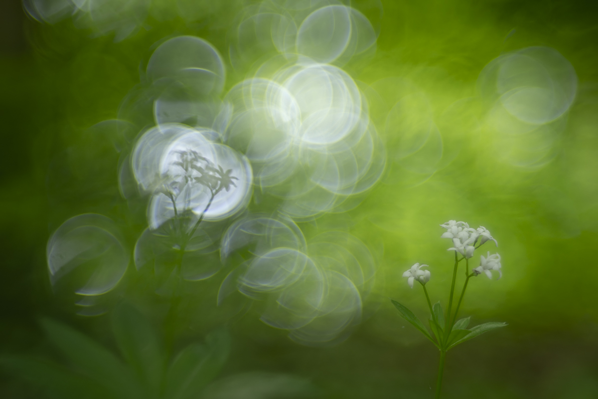 tief im Wald...