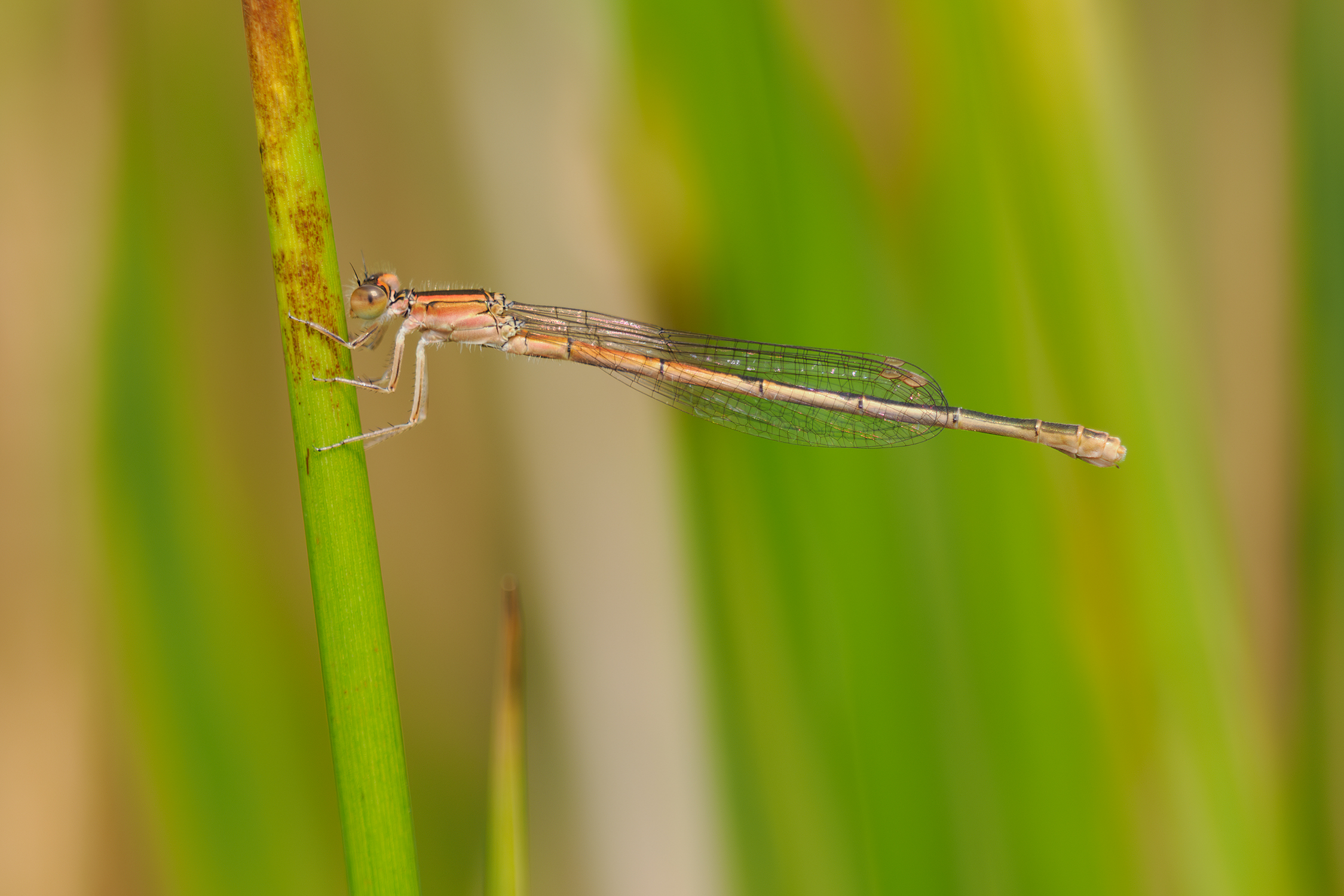 Rätselhafte Pechibelle (Ischnura hastata) / Azoren / Terceira