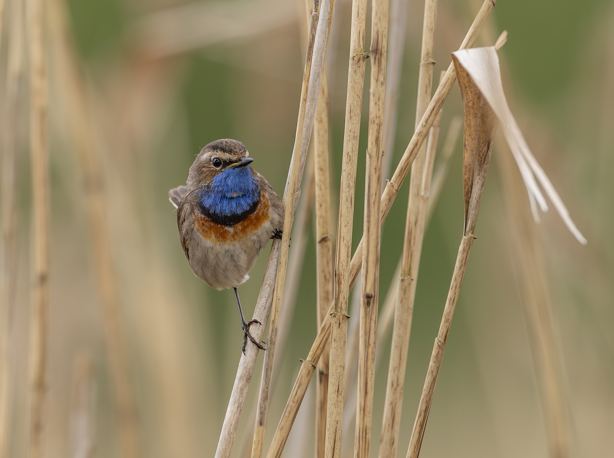 Blaukehlchen
