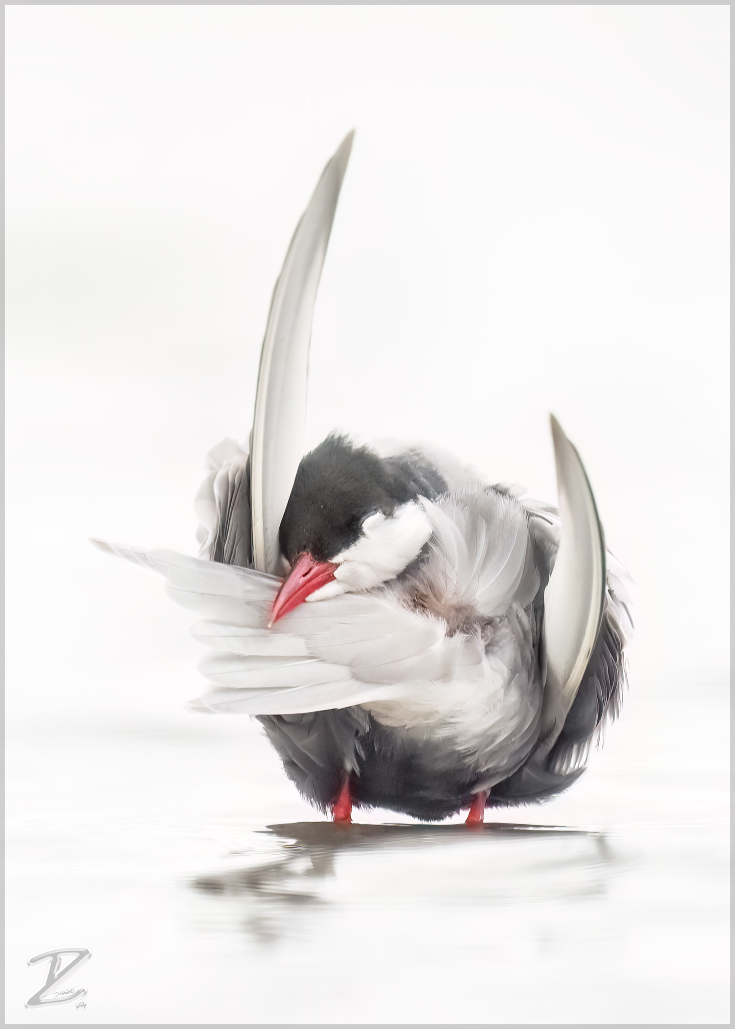 Weißbart-Seeschwalbe (Whiskered tern)