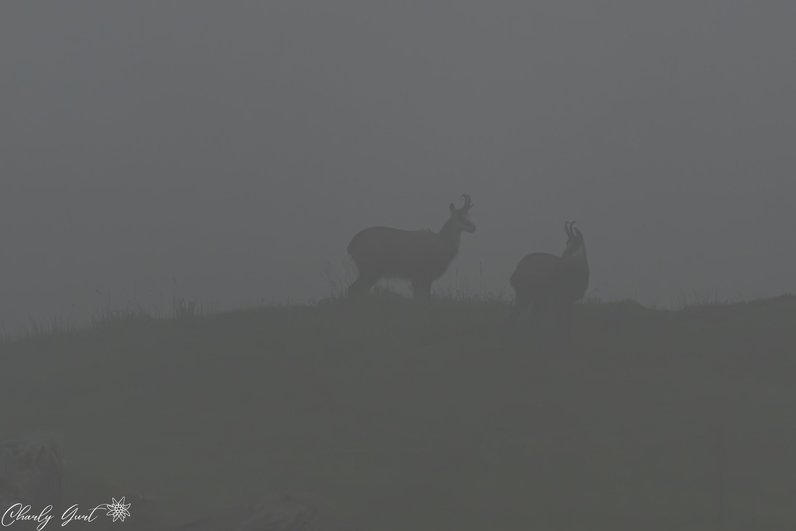 Gämse im Nebel