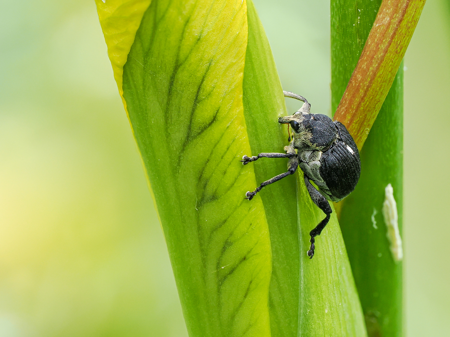 3 - 5 mm groß
