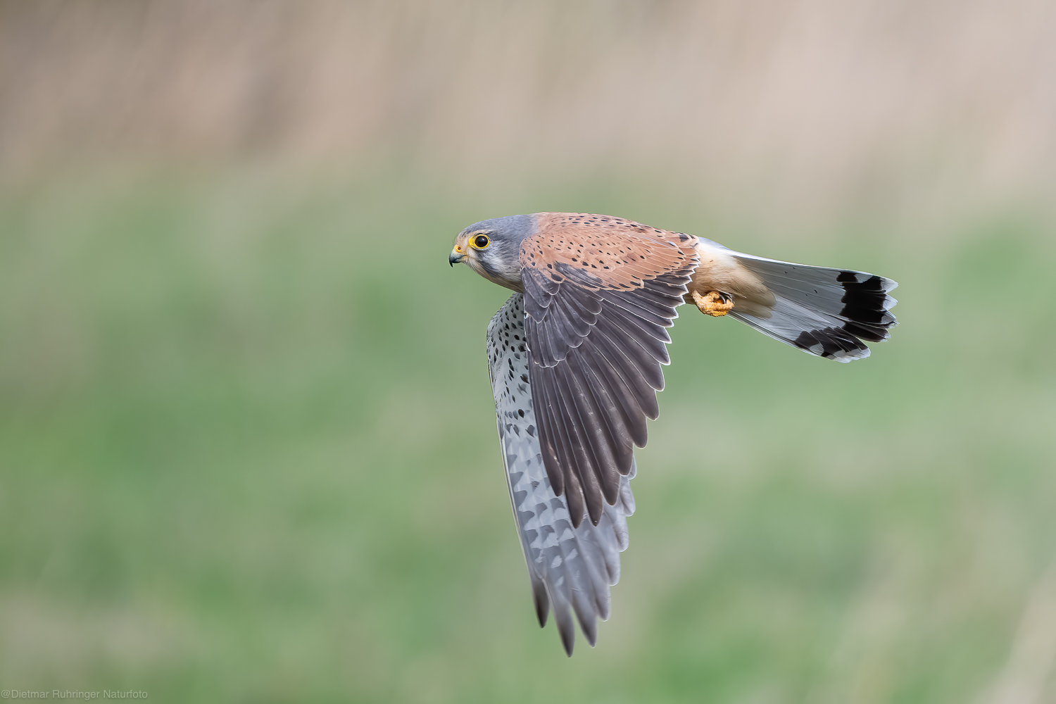 Turmfalke
