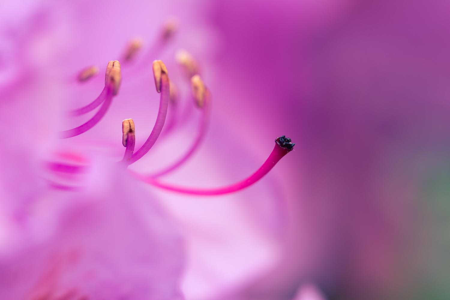 Rhododendron