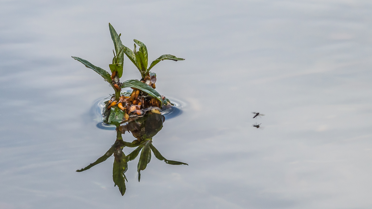 Insel im Wasser