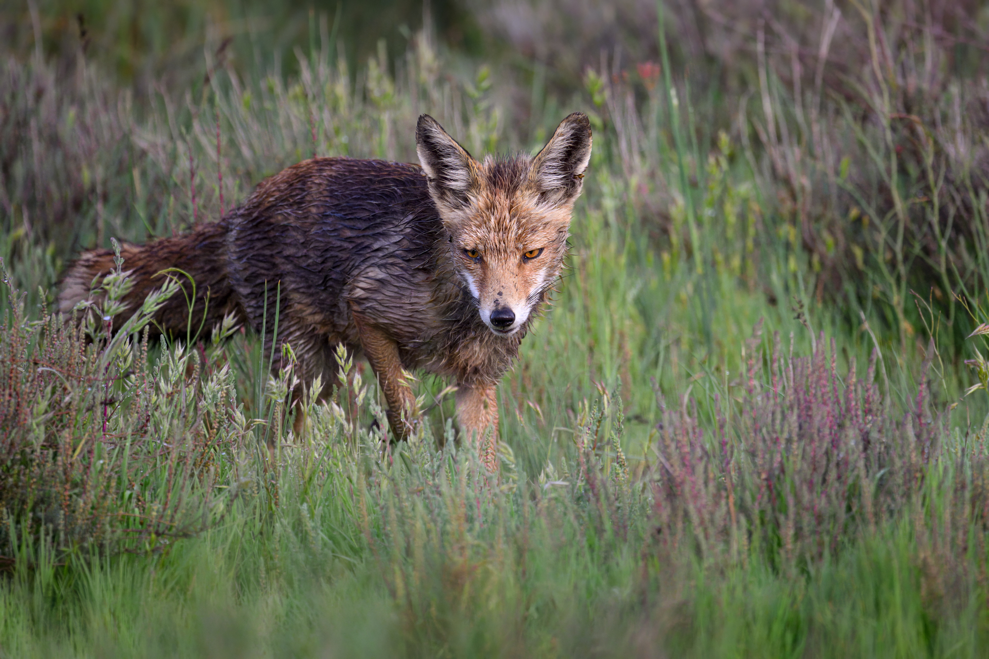 Spanischer Fuchs