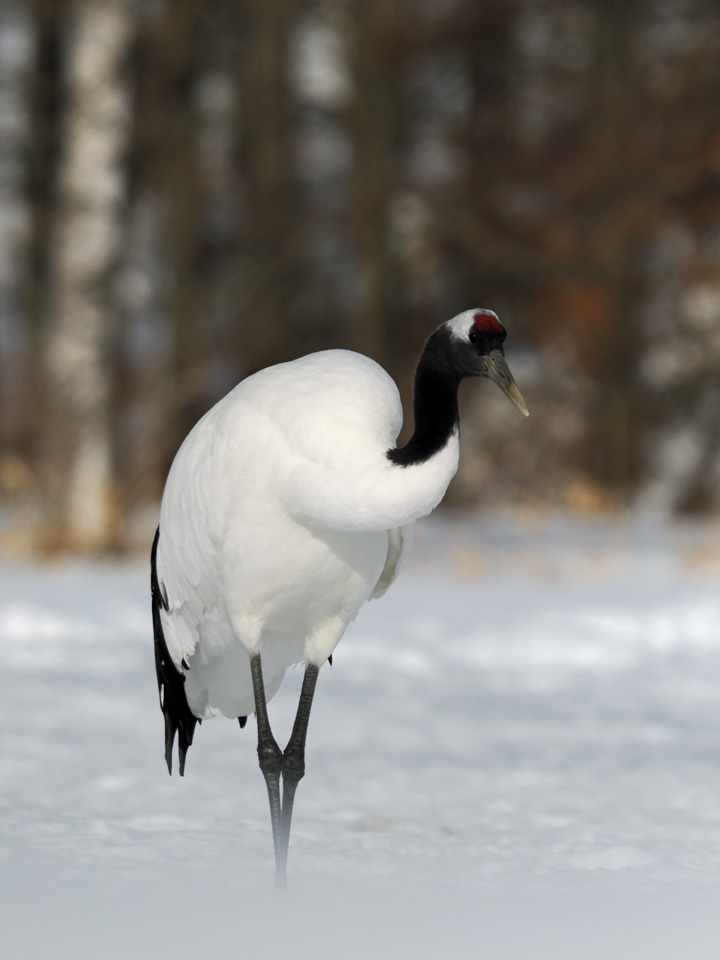 Vogel des Glücks